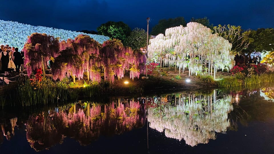 Ashikaga Flower Park Entry Ticket Review - Sightseeing Walk