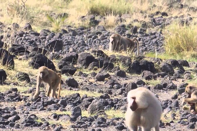 Awash National Park Tours - Park Highlights