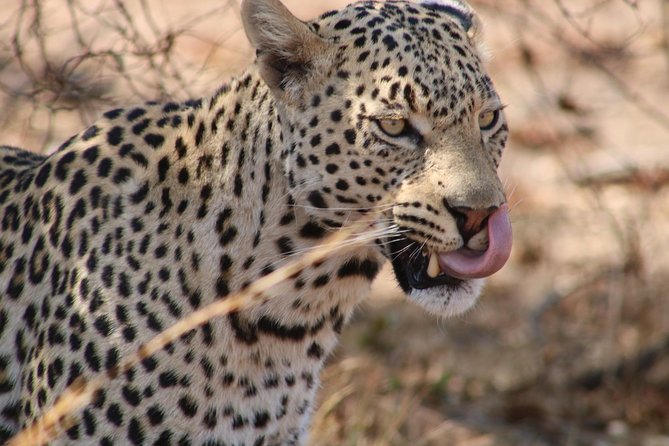 Big 5 Safari Experience at Pilanesberg National Park - Customer Reviews and Ratings