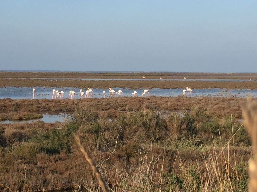 Camargue: Safari From Saintes-Maries-De-La-Mer - Likely Sellout and Cancellation Policy