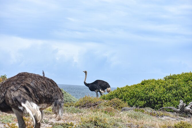 Cape of Good Hope & Boulder Penguins Full-Day Tour From Cape Town - Hout Bay and Duiker Island