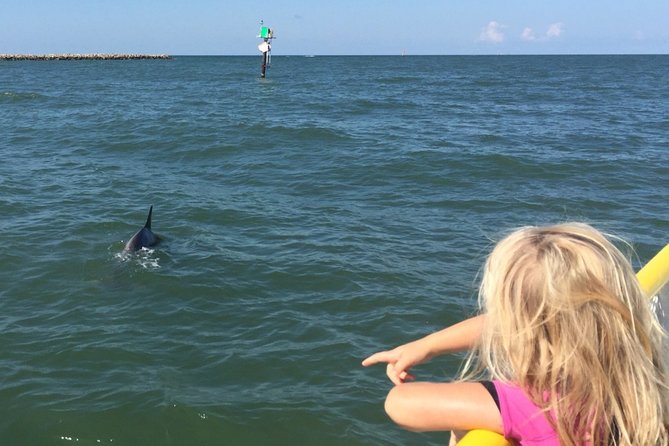 Clearwater Encounters With Dolphins Tour - Varying Encounters