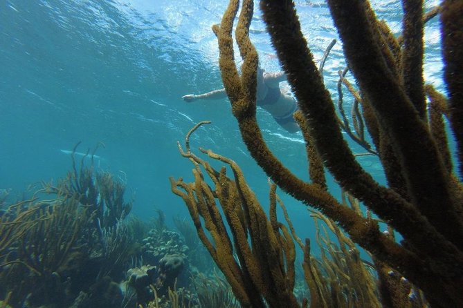 Coastline Snorkel and BBQ - Medical Considerations