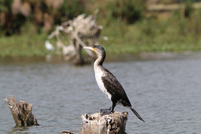 Day Tour to Hells Gate National Park and Optional Boat Ride on Lake Naivasha - Meeting and Pickup Arrangements