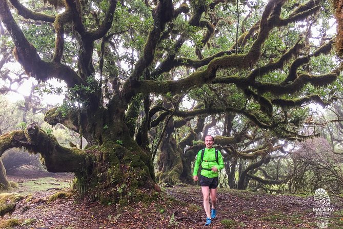 Fanal Ancient Forest Running Tour (Easy-Moderate) - Preparation Tips