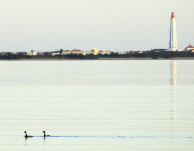 Faro: Real Pudding Boat Tours 6h Boat Tour to Ria Formosa - Departure and Duration