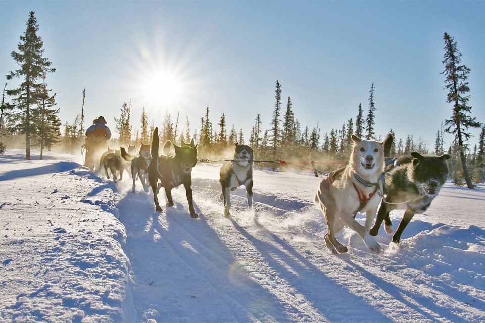 From Abisko: Dog Sledding Excursion to Kiruna With Fika - Frequently Asked Questions