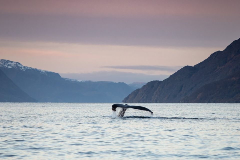 From Alta: Fjord & Whale Adventure - Meeting Point and Directions