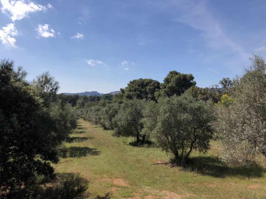 From Arles: Alpilles Regional Park Provence 4x4 Safari - Booking and Cancellation Policy