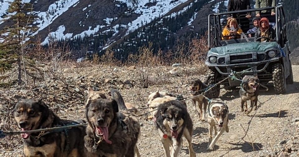 From Skagway: Yukon Sled Dog Mushing & White Pass Combo - Interacting With Alaskan Huskies