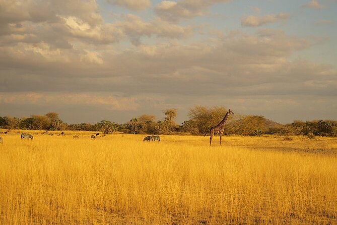 Full-Day Serengeti Tour From Mwanza - Wildlife Viewing Opportunities