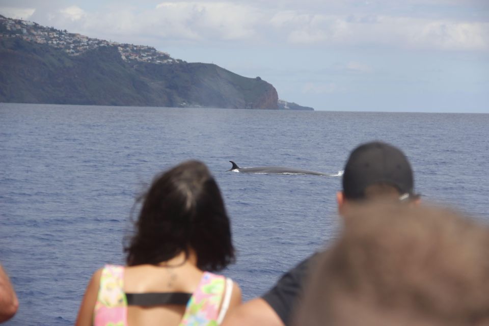 Funchal:Hop-On Hop-Off Bus & Whale & Dolphin Boat Excursion - Discounts and Inclusions