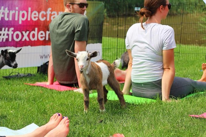 Goat Yoga and Wine Tasting - Weather Considerations