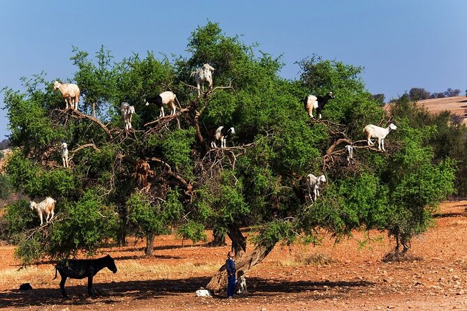 Goats on the Tree Trip From Agadir & Taghazout - Positive Traveler Feedback