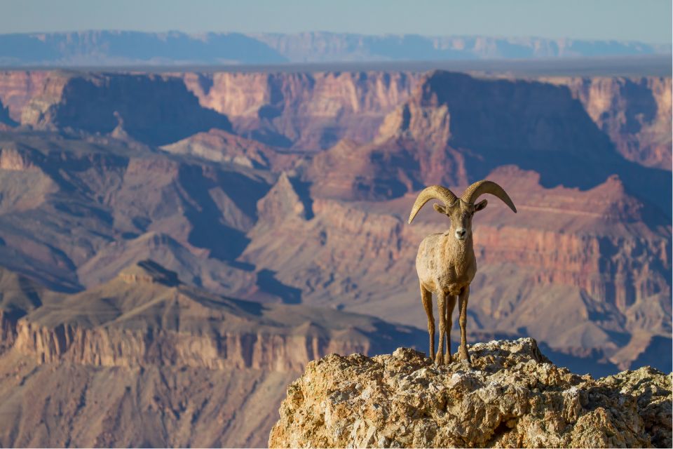 Grand Canyon: Self-Guided South Rim Tour - Mobile App Features