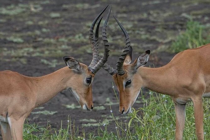 Great Migration Safari In Tanzania - Safety and Health Considerations