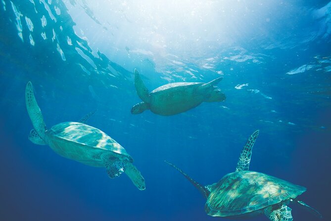 Hawaiian Sea Turtle Snorkel Sail From Waikiki With Lunch Included - Customer Feedback