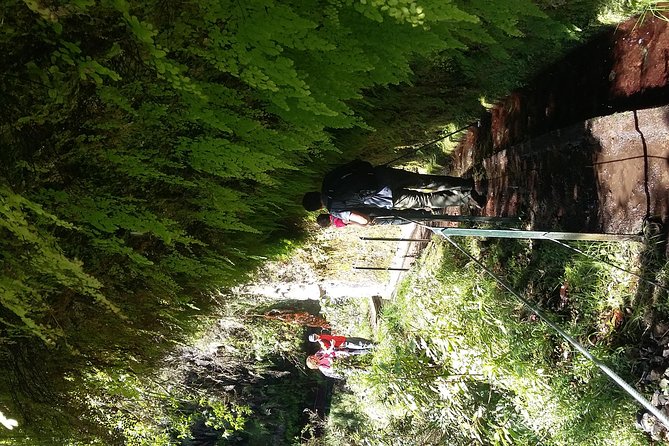 Hike in Laurisilva Levada Do Rei - Madre of Life Small Group Guided Walk - Discovering Laurisilva Vegetation