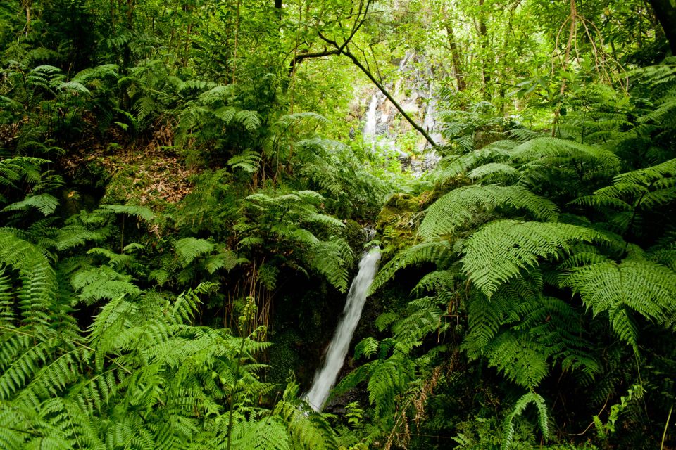 Hiking Levadas of Madeira: Levada Do Rei - Laurisilva Forest Exploration