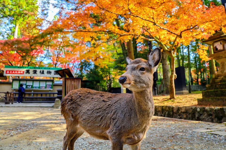 Historical Nara & Kyoto Bus Tour Review - Departure Details