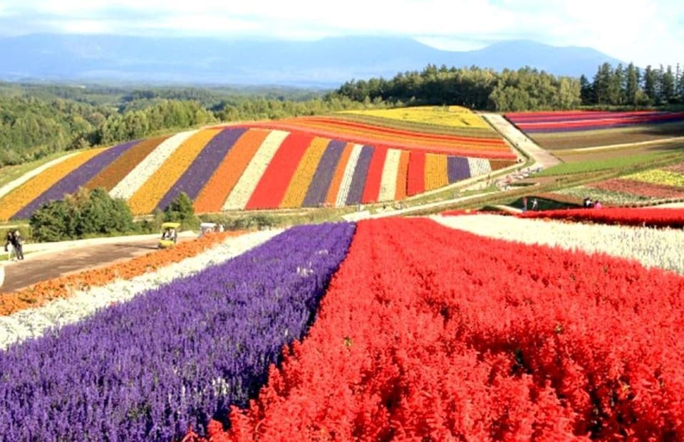 Hokkaido Biei Green Pond and Furano Flower Sea Review - Booking Information