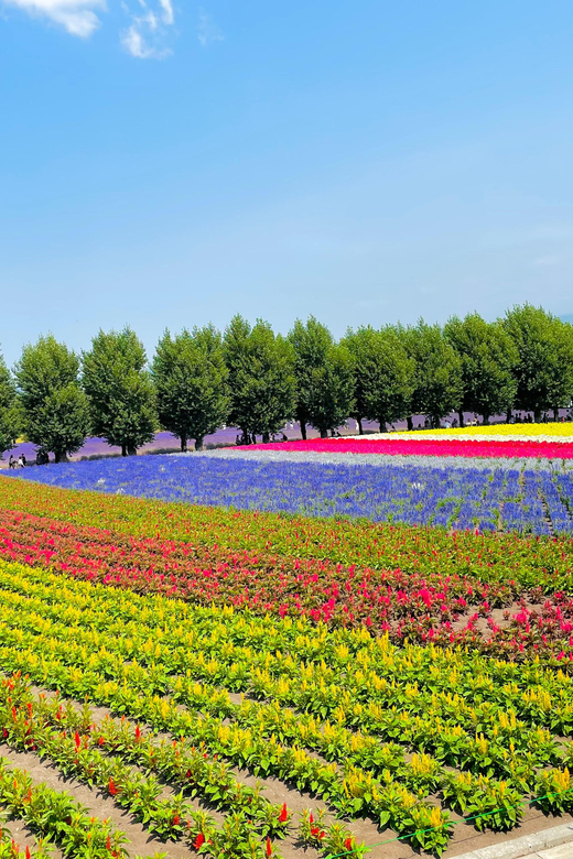 Hokkaido Furano Tomita Farm Tour With Melon Buffet Option - Charming Timber Cottages