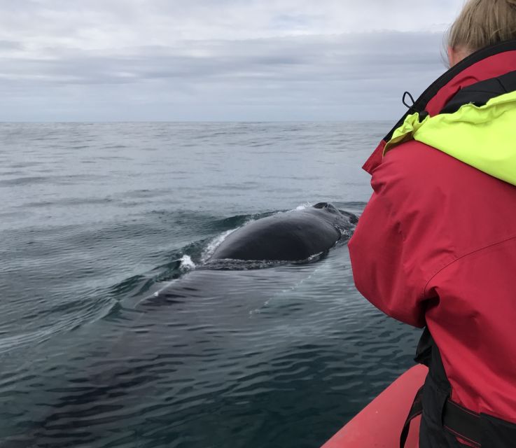 Húsavík: Big Whales and Puffin Island Speedboat Tour - Pricing and Availability