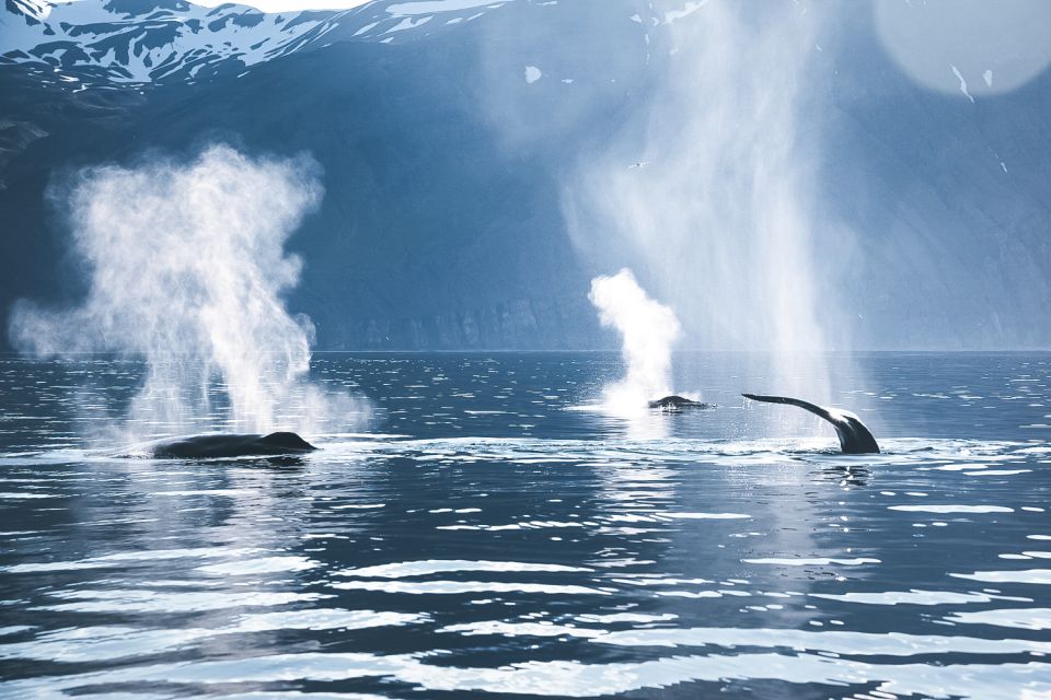 Húsavík: Whale Watching on a Carbon Neutral Oak Boat - Onboard Refreshments