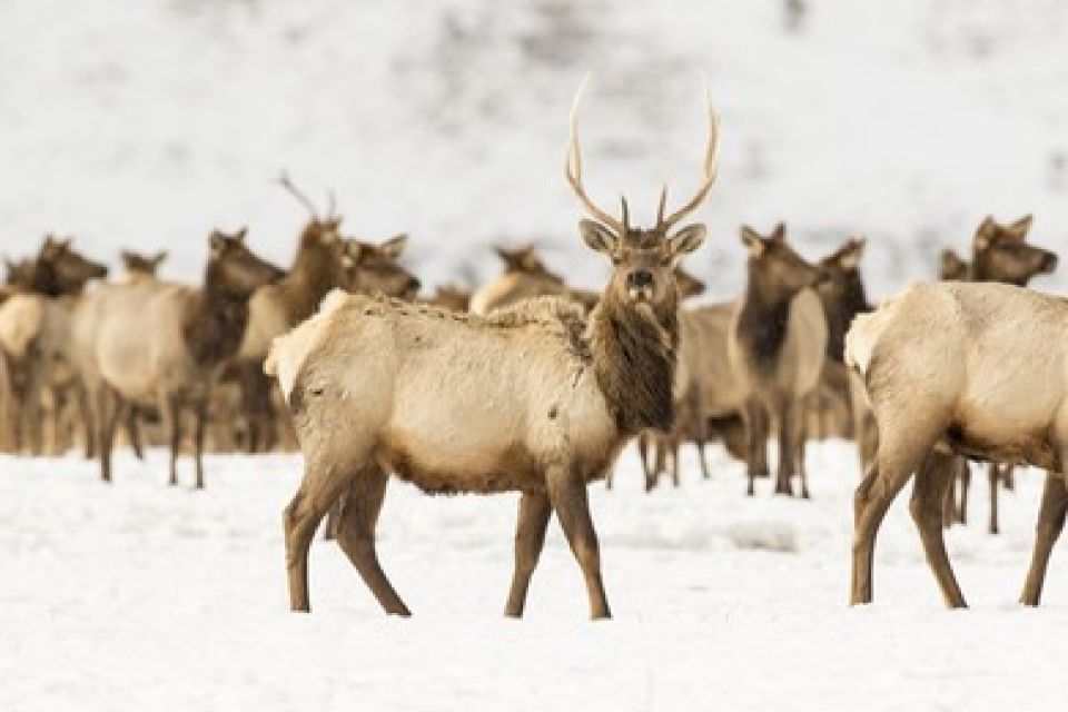 Jackson: Grand Teton and National Elk Refuge Winter Day Trip - Guided Tour of Grand Teton