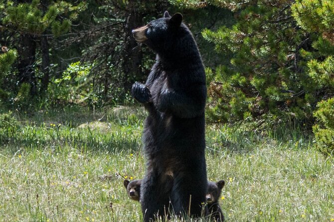 Jasper Evening Wildlife Tour - Cancellation Policy