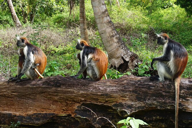 Jozan Forest and Stone Town Tour - Highlights of the Tour