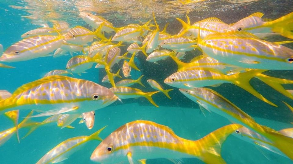 Key West: Afternoon Reef Snorkel Tour With Open Bar - Meeting Information