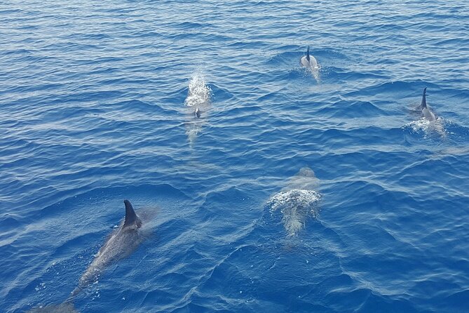 Key West Sunset Sail: Dolphin Watching, Wine, and Tapas - What to Expect on the Sail