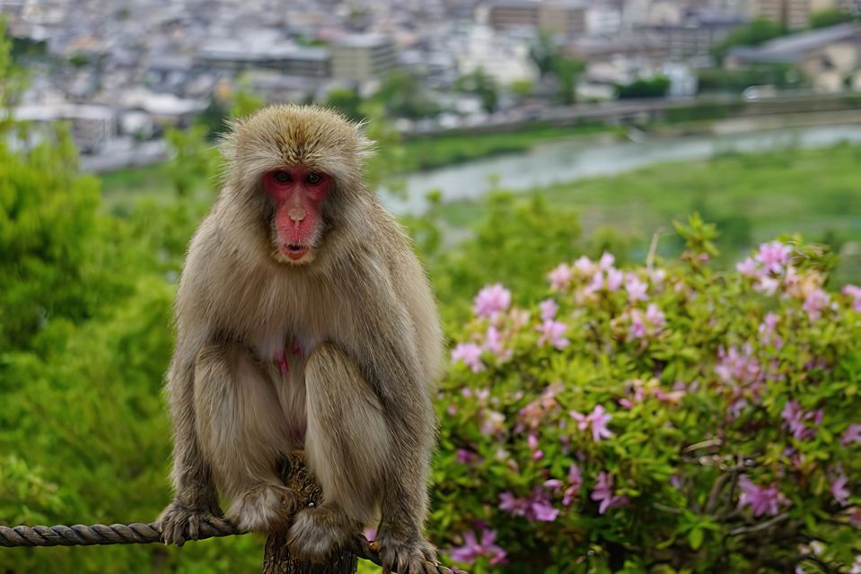 Kyoto: Arashiyama Bamboo Forest, Monkey Park, & Zen Temple - Getting There