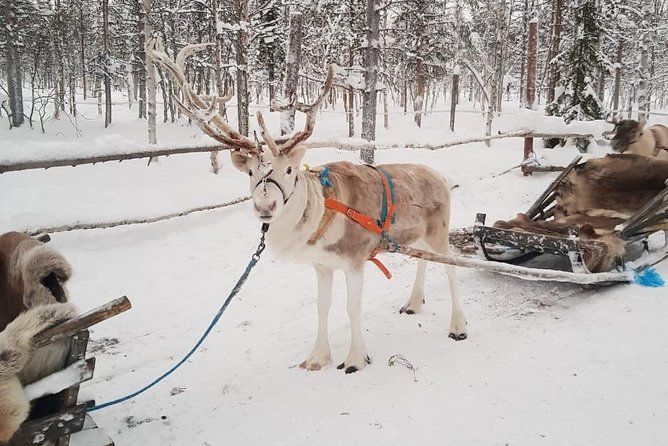 Lapland Reindeer and Husky Safari From Levi - Small Group Experience