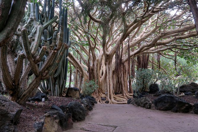 Las Palmas, Botanical Garden & Bandama Crater Tour - Gran Canaria - Review Highlights