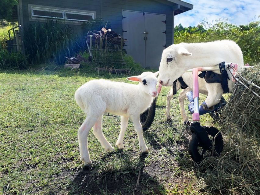 Laupahoehoe: Farm Animal Sanctuary Private Tour - Food Policy