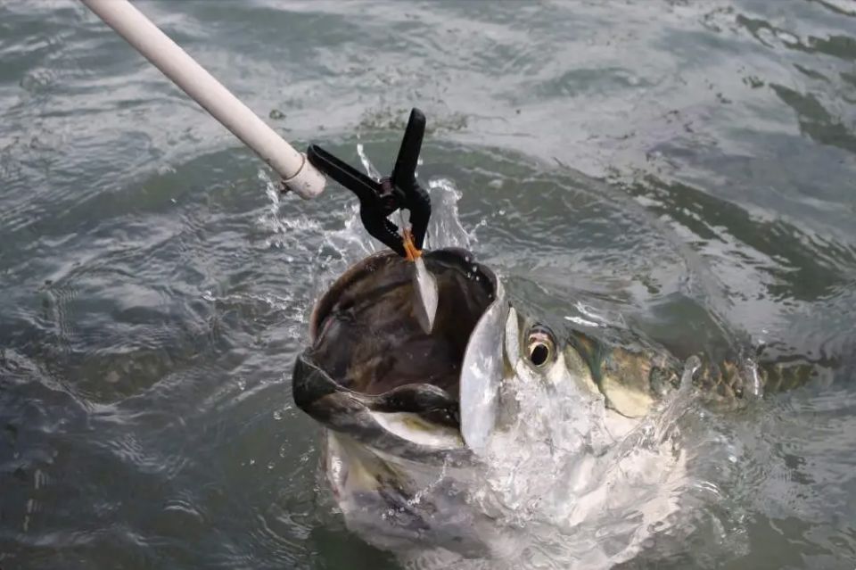 Miami: Giant Fish Feeding Experience - Accessibility