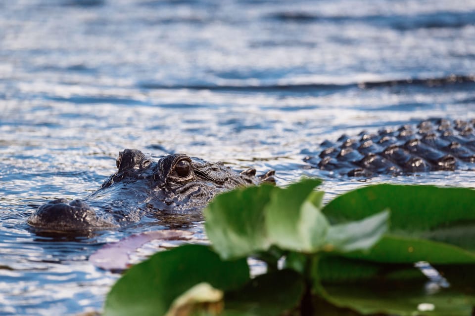 Miami: Wild Everglades Airboat Ride and Gator Encounters - Complimentary Family Photo