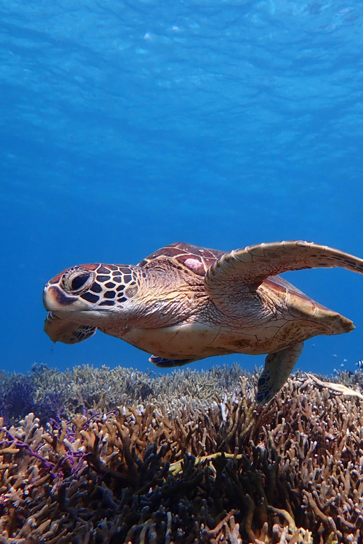 Miyako Island: Sea Turtle Snorkeling Tour - Price and Languages