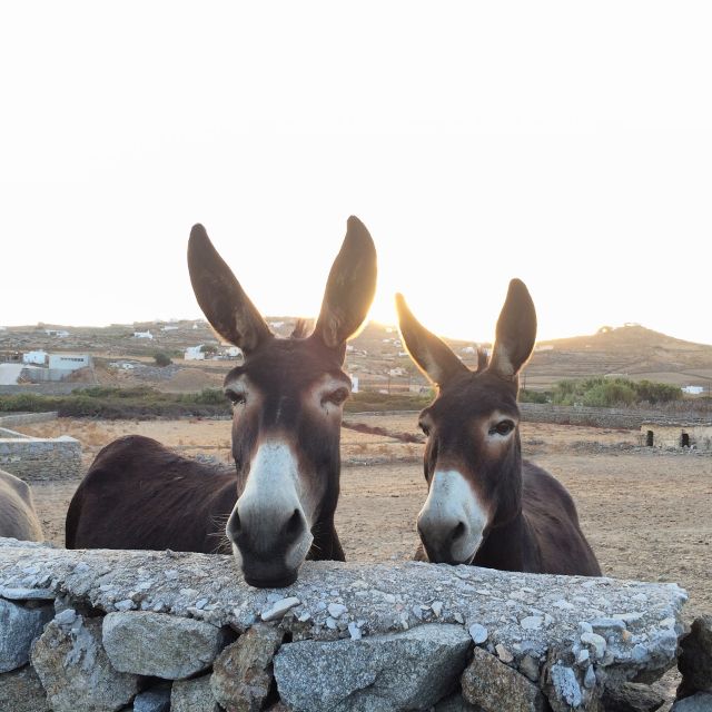 Mykonos: Full-Day Sightseeing Tour With Lunch - Enjoying a Traditional Lunch