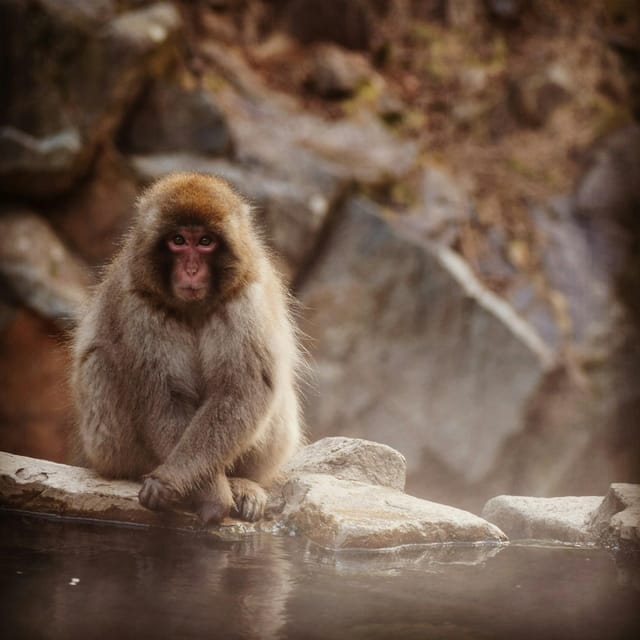 Nagano: Snow Monkeys, Zenkoji Temple & Sake Customized Trip - Lunch in Nagano