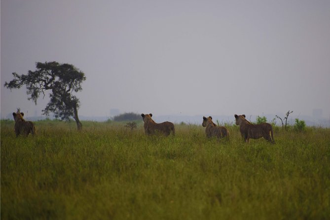 Nairobi National Park,Giraffe Centre, Karen Blixen Museum. - Air-conditioned Van Transport Provided