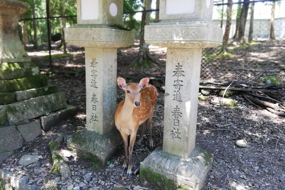 Nara: Half-Day UNESCO Heritage & Local Culture Walking Tour - Customer Feedback