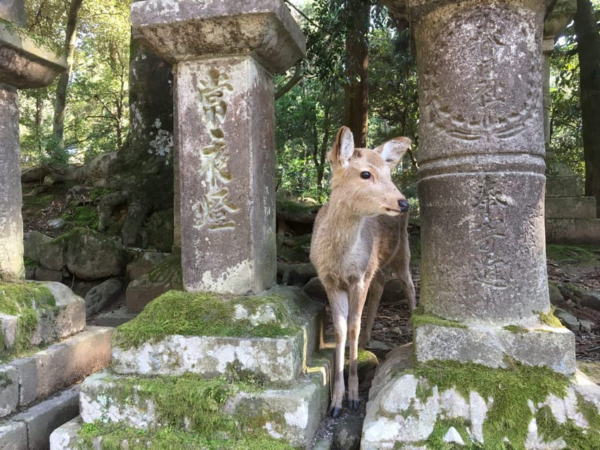 Nara: Private Guided Tour - Pickup Locations