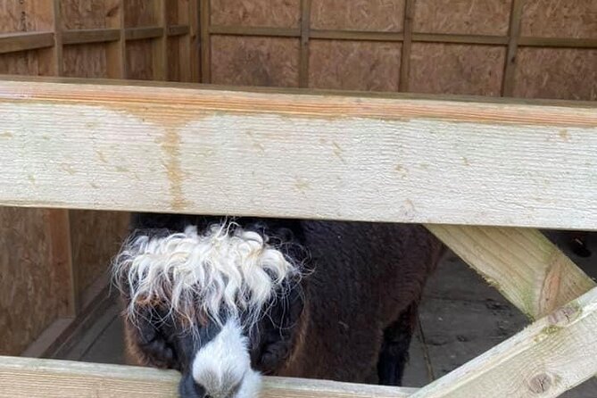 Naze View Farm Alpaca Experience - Meeting and Pickup