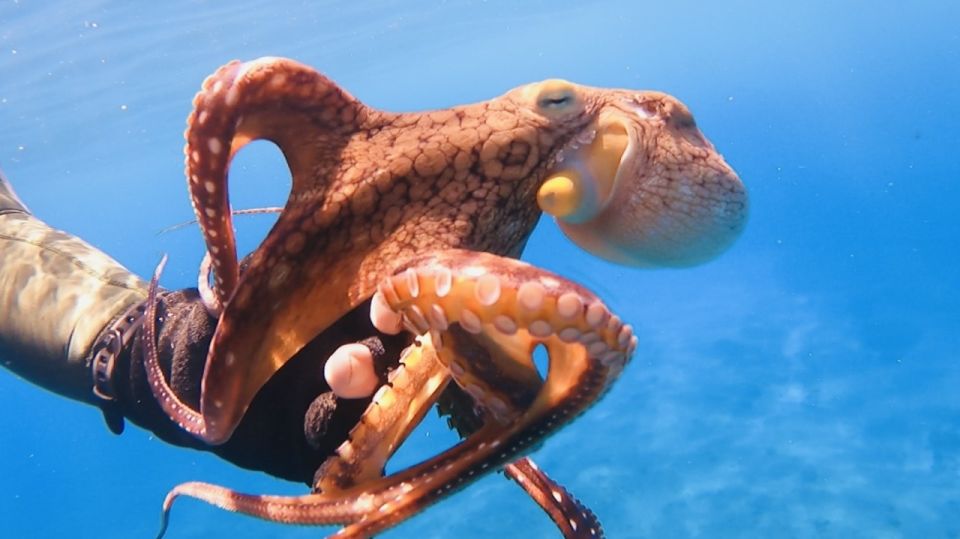 Oahu: Try Scuba Diving From Shore - Meeting Point and Parking