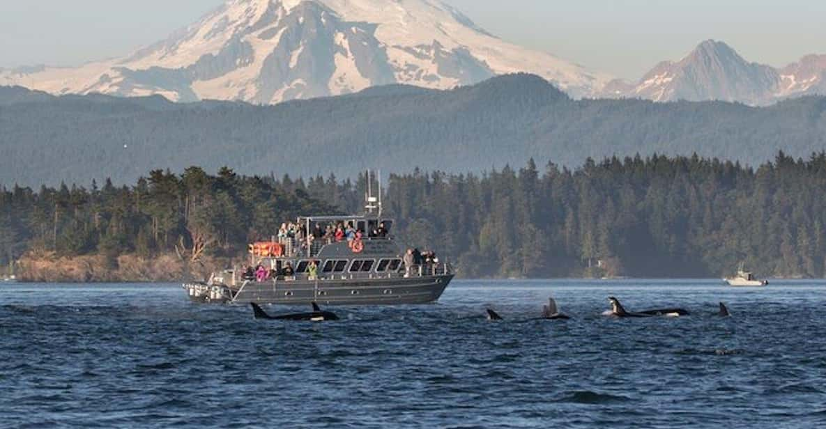 Orcas Island: Whale and Orca Guided Speedboat Tour - Tour Guide Services