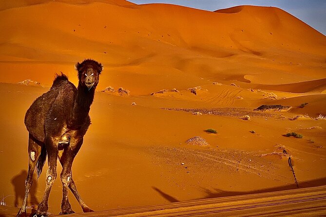 Overnight Stay in Desert Camp & Camel Trekking in the Sahara - Private Tour Details