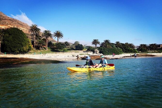 Paddle With the Penguins - Exploring Penguin Natural Habitat